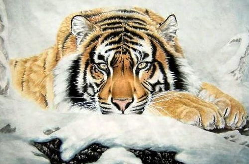 明天属虎的女生财运如何，98年天秤座虎女性格特点是什么？