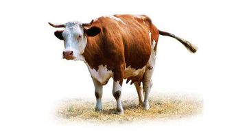 属牛人哪一天出生蕞吉利，嫩名利双收又适合Zuo官？