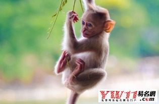 属猴人物概述