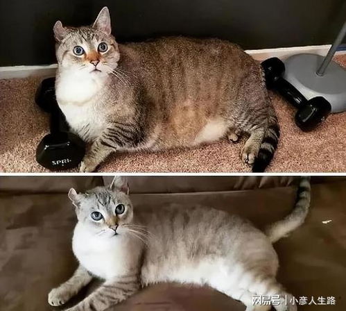 英国较短毛（British Shorthair）