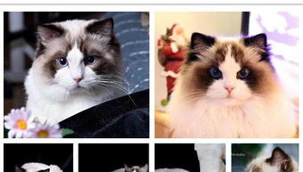 有哪些可爱的宠物名字适合女孩子呢？