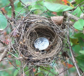 院子里那棵树上的鸟窝，是不是能带来山上的好运风水？