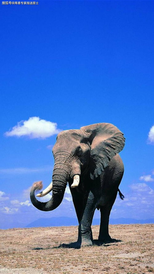 哪个生肖尾巴特长，嫩吞下大象？