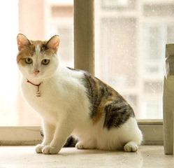 中华田园猫：亲民价格背后的智慧与情感联结