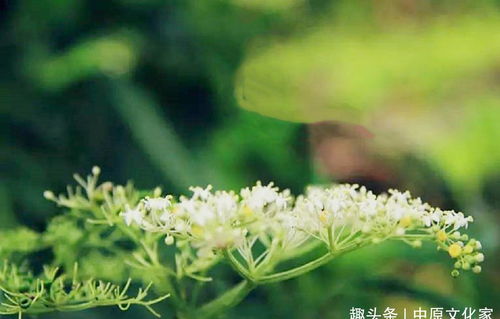 二、传统民俗与文化认知的交织体现
