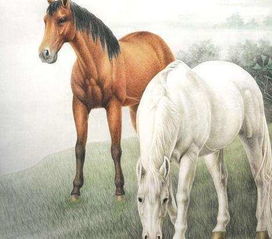 属马人及八字缺金者之择日指南