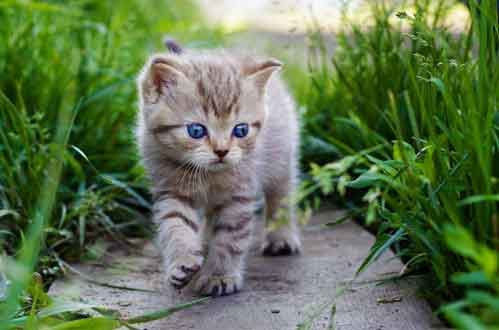 周公解梦中人解剖猫尸究竟有何预兆？