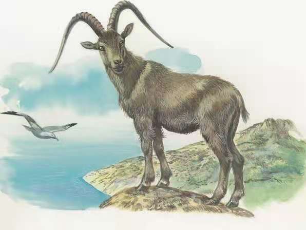 属马和属羊的性格急燥吗？羊vs马是什么性格对比？