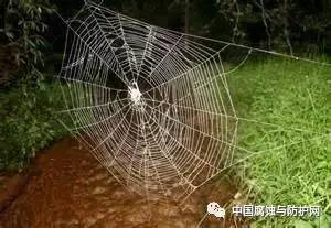 卧室蛛网：卫生缺失与桃花煞