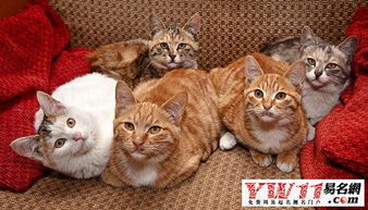 以婚妇女梦见猫咬自己手是什么预兆或象征？