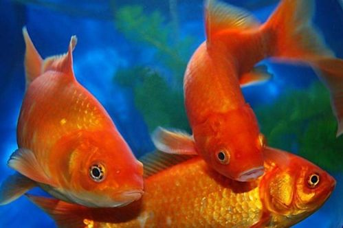 2. 鱼的数目的数理逻辑