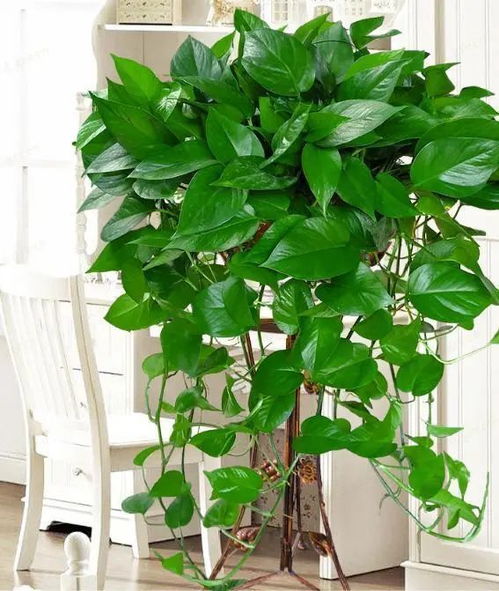 根壮叶茂是指什么生肖？根壮叶茂打一动物是什么意思？