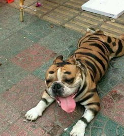 老虎的咆哮还是哭泣？