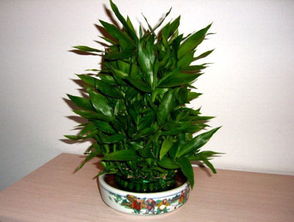 植物养护方式对财位效应的影响