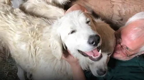 狗：忠诚与善良的伦理坚守