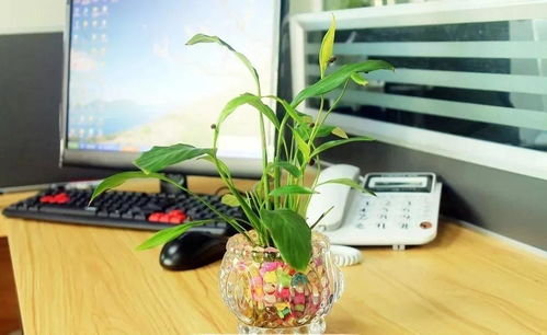 一、 三角梅之基本特性及其在风水学中的象征解读