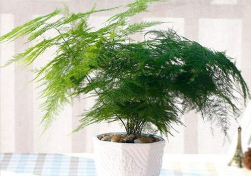 卧室内摆放文竹的风水讲究