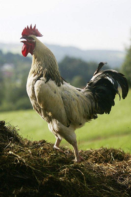 风水师下葬时，贵州手拿雄鸡，究竟有何神秘口诀？