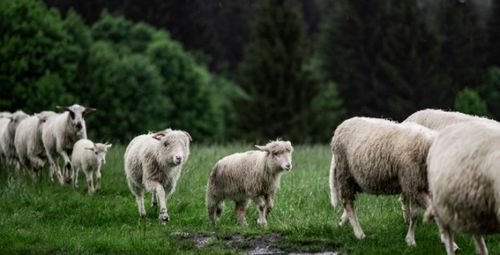 2026年属羊人两喜一灾和全年身体状况具体是什么？