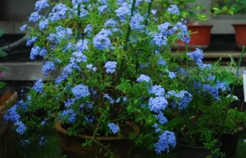 满天星的辟邪特性及其种植注意事项