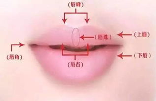 一、 唇形之辨：性格侧面的映射