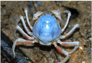 二、 沙滩互动：五行相生相克的微观呈现