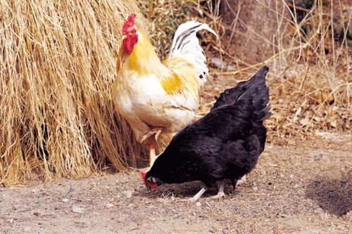 属猪和鸡配对婚姻如何，属猪属鸡婚姻好吗是什么意思？