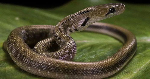 蛇与哪些生肖相冲？蛇最忌讳的三个属相是什么？