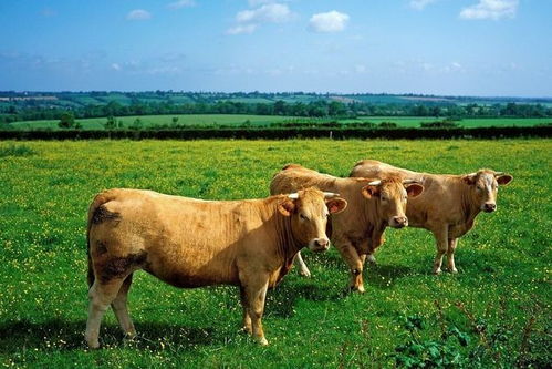 属牛人手机尾号2事业运势如何？属牛手机尾号6最旺运势改写为谁？