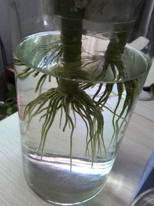 观音竹有哪些作用？其三大忌又是什么？