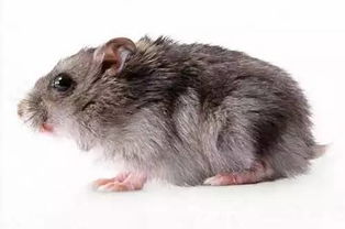 女人睡觉梦见打死老鼠，这究竟是什么吉凶征兆呢？