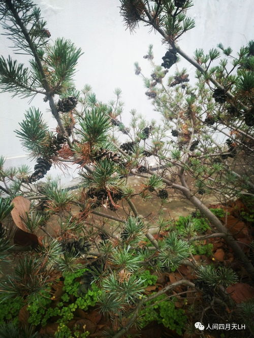 女人梦见枯死的松树：这梦做得真丧气！