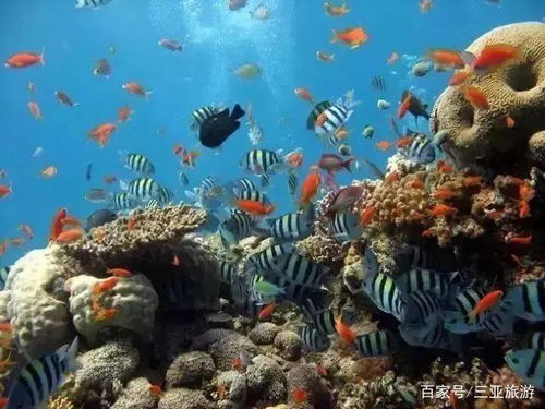 门票优惠套餐的较深度解析：半潜观光到夜间海钓，怎么选？