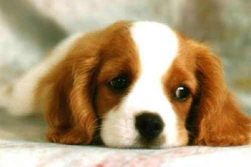 帮狗吃食的生肖是什么？猜准确生肖的含义是什么？