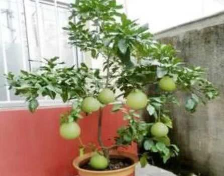 一、 风水学核心概念及其对植物摆设的指引