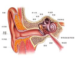 耳鸣之病理机制与外感内伤之辨析：基于国学视角的深度考察