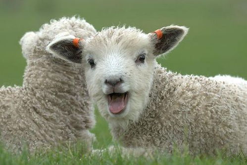 属羊人2026年运势如何，2026年属羊整体运势是什么意思？