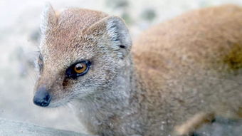 狼扮人——跨界身份与警示意义