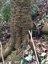 砍掉花王树会影响其风水功效吗？