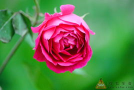 月季种植在家门口风水位置如何选择？