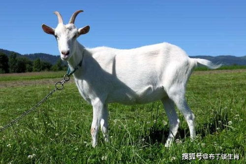 ：秋分时节的宇宙能量场与生肖运势的宏观审视