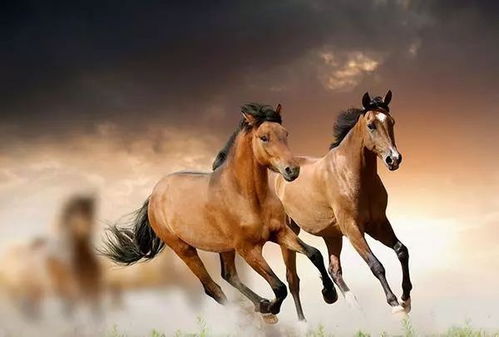 2026年属马祈福吉日如何避开冲猪影响，改写为吉日化解方法？