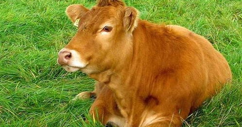 ：关于“自诩为全球最牛”之公鸡现象的学术考察