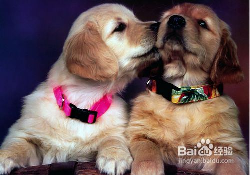 白爪子狗风水上是否吉利，六爪狗传说中寓意何在？