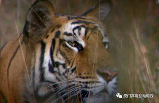 称王称霸的生肖代表什么动物，其含义是什么？