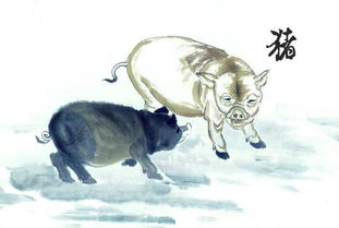 属猪最近运势如何，吉凶分析结果是什么？