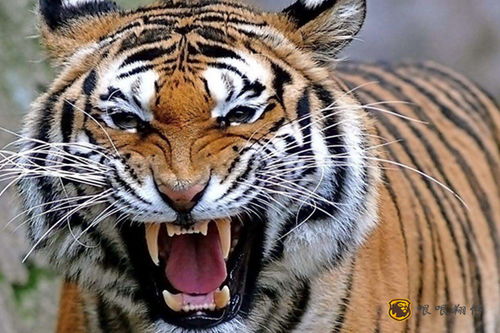 属虎者：勇猛果敢与领导力的符号化表达