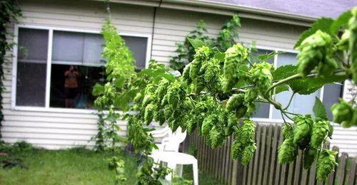 楼顶三角形风水解读，种爬藤植物对风水有影响吗？