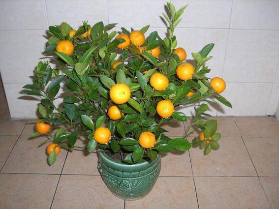 金桔（Citrus japonica）——吉祥招财之果