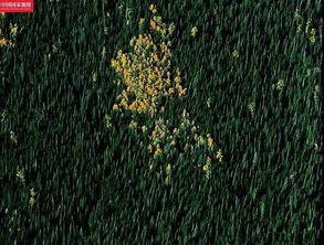 芽桦：这玩意儿到底是个啥？